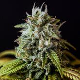 π White Widow Autoflower Seeds (100% off)